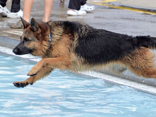 Doggy Dip’ at Haines Pool is a Splash!