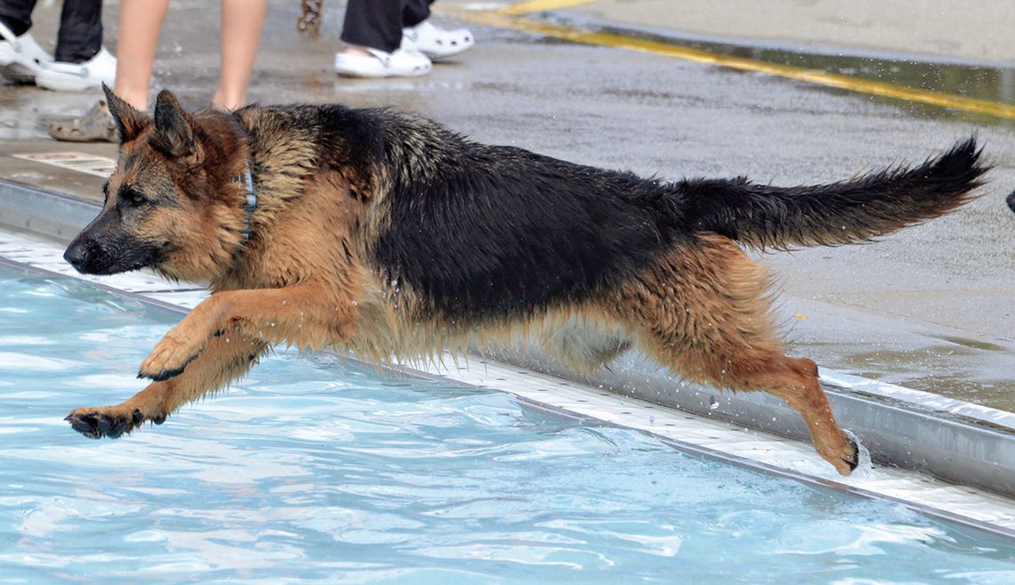 Doggy Dip’ at Haines Pool is a Splash!